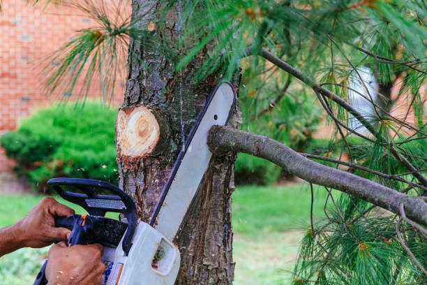 Best Palm Tree Trimming  in Spring City, TN